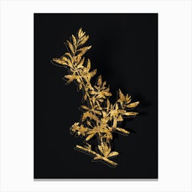 Vintage Goji Berry Branch Botanical in Gold on Black n.0454 Canvas Print