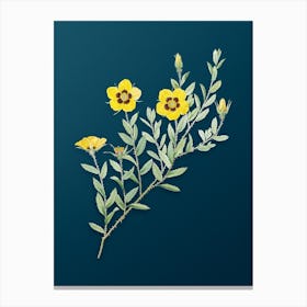 Vintage Rosa Persica Botanical Art on Teal Blue n.0226 Canvas Print