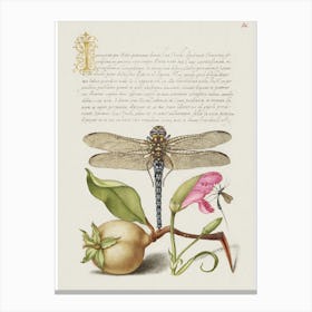 Dragonfly, Pear, Carnation, And Insect From Mira Calligraphiae Calligraphy Canvas Print