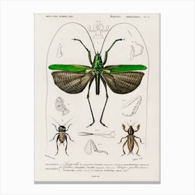 Grasshopper Of Six Points (Locusta Sexpunctata), Charles Dessalines D' Orbigny Canvas Print