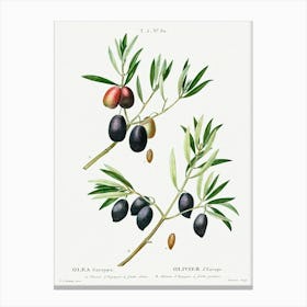 Olive, Pierre Joseph Redoute 1 Canvas Print