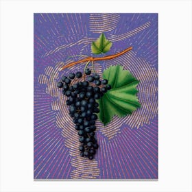 Vintage Berzemina Grape Botanical Illustration on Veri Peri n.0569 Canvas Print