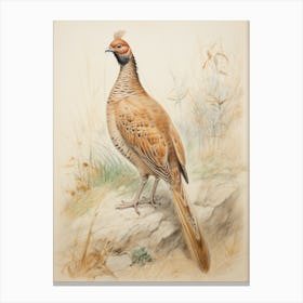 Vintage Bird Drawing Pheasant 3 Canvas Print