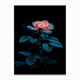 Pink Rose 7 Canvas Print