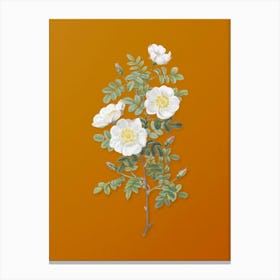 Vintage White Burnet Roses Botanical on Sunset Orange n.0731 Canvas Print