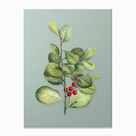 Vintage Lingonberry Evergreen Shrub Botanical Art on Mint Green n.0926 Canvas Print