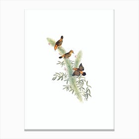 Vintage Rufous Headed Warbler Bird Illustration on Pure White Canvas Print