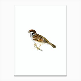 Vintage Eurasian Tree Sparrow Maya Bird Illustration on Pure White n.0018 Canvas Print