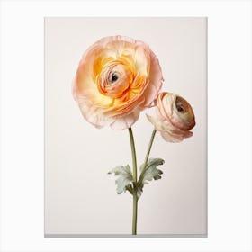 Pressed Flower Botanical Art Ranunculus 2 Canvas Print