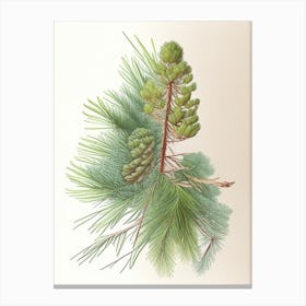 Pine Herb Pencil Colour Canvas Print