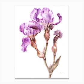 Purple Iris Canvas Print