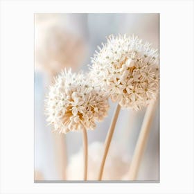 Allium 4 Canvas Print