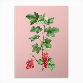 Vintage Redcurrant Plant Botanical on Soft Pink n.0662 Canvas Print