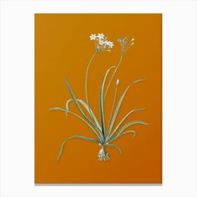 Vintage Allium Fragrans Botanical on Sunset Orange n.0249 Canvas Print