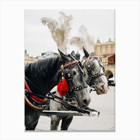 Carriage Horses In Krakow Canvas Print
