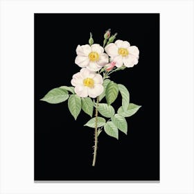 Vintage Rose of Castile Botanical Illustration on Solid Black n.0523 Canvas Print