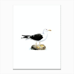 Vintage Lesser Black Backed Gull Bird Illustration on Pure White n.0020 Canvas Print