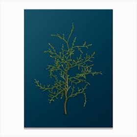 Vintage Sictus Tree Botanical Art on Teal Blue n.0681 Canvas Print