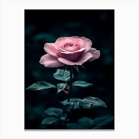 Pink Rose 9 Canvas Print