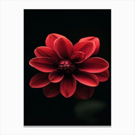 Dahlia Flower 4 Canvas Print