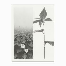 Morning Glory Flower Photo Collage 3 Canvas Print