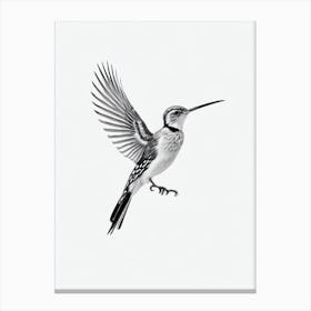 Hoopoe B&W Pencil Drawing 2 Bird Canvas Print