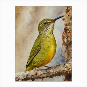 Yellow Eared Spiderhunter Canvas Print