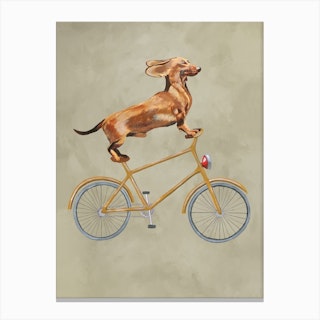Dachshund On Bicycle Canvas Print