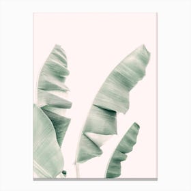 Banana Leaf Pastel Canvas Print
