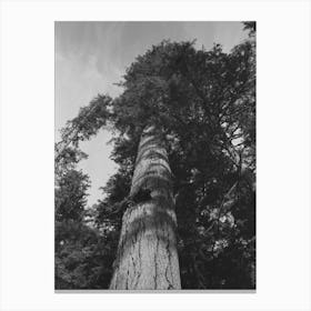 Fir Tree, Cowlitz County, Washington By Russell Lee Canvas Print