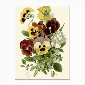 Pansies 2 Canvas Print