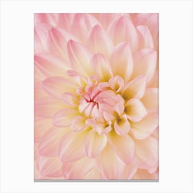 Pink Dahlia Flower Canvas Print