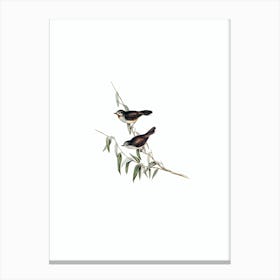 Vintage Brown Red Throat Bird Illustration on Pure White n.0011 Canvas Print