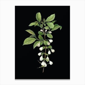 Vintage Mountain Silverbell Botanical Illustration on Solid Black n.0347 Canvas Print