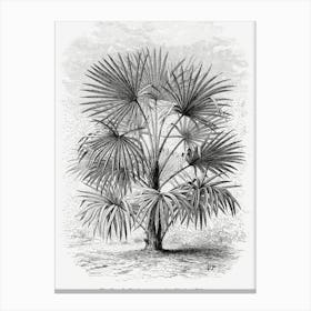 Vintage Palm Tree Art Print _2643193 Canvas Print