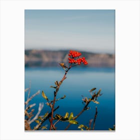 Crater Lake Berries Canvas Print