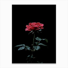 Dark Rose 37 Canvas Print