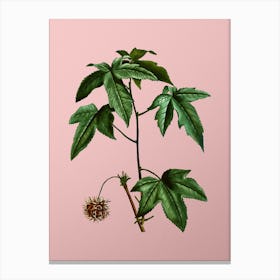 Vintage American Sweetgum Botanical on Soft Pink n.0661 Canvas Print