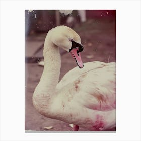 Swan Vintage Canvas Print