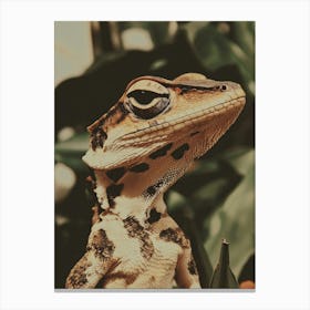 Lizard 6 Canvas Print