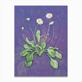 Vintage Daisy Flowers Botanical Illustration on Veri Peri n.0953 Canvas Print