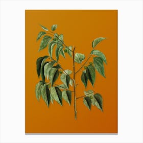 Vintage Common Hackberry Botanical on Sunset Orange n.0266 Canvas Print