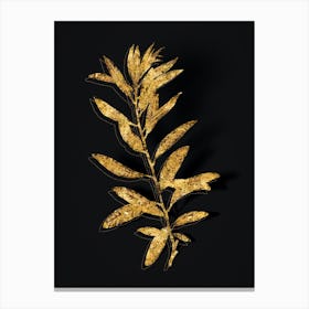 Vintage Rhodora Botanical in Gold on Black n.0377 Canvas Print