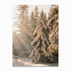 Sunny Winter Forest Canvas Print