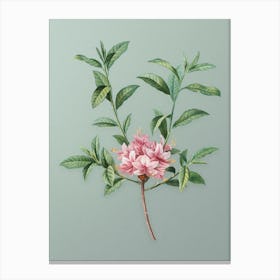 Vintage Azalea Botanical Art on Mint Green n.0068 Canvas Print