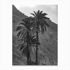 Tenerife's Palms, Canaries Islands | Black And White PhotographY Art Print Canvas Print