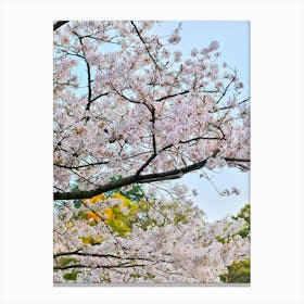 Cherry Blossoms In A Park Canvas Print