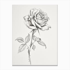 English Rose Black And White Line Drawing 40 Canvas Print