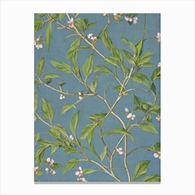 Kousa Dogwood 2 tree Vintage Botanical Canvas Print