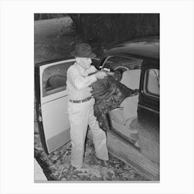 Farmer Removing Turkey From His Car Which He Has Brought To The Cooperative Poultry House, Brownwood, Texas By Canvas Print